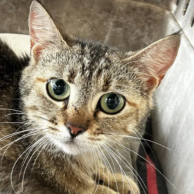 A young medium-sized female Black Domestic Short Hair cat named Ridgeline for adoption in Leander, TX
