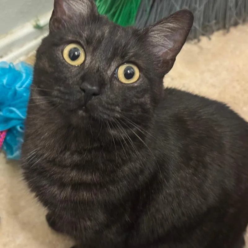 An adult small-sized female Black Domestic Short Hair cat named Luna for adoption in Hemet, CA