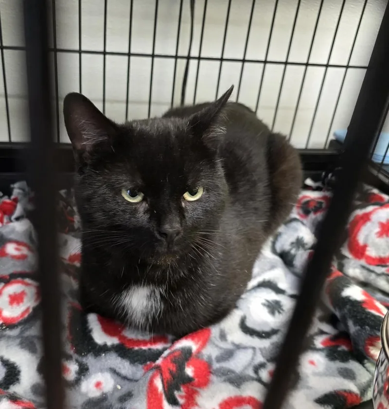 An adult medium-sized male Black & White / Tuxedo Domestic Short Hair cat named Milo for adoption in Southbury, CT