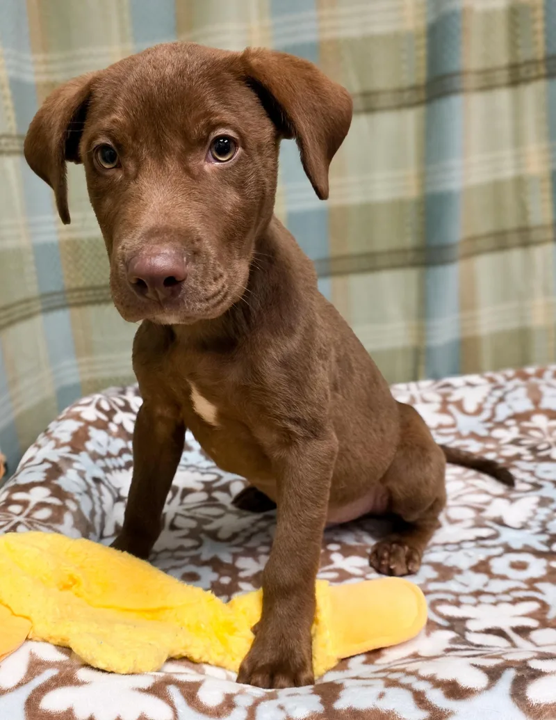 A baby medium-sized male Brown / Chocolate Labrador Retriever dog named Goose for adoption in Gainesville, TX