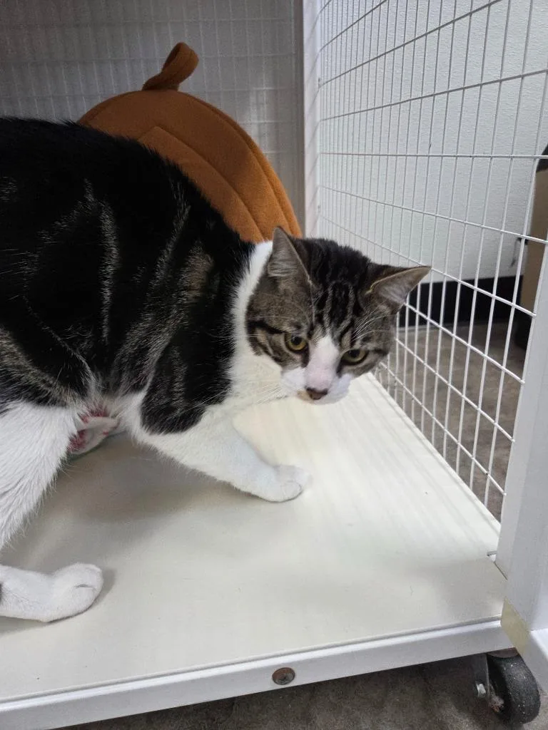 A baby small-sized male Domestic Short Hair cat named Cutie for adoption in Brookings, OR