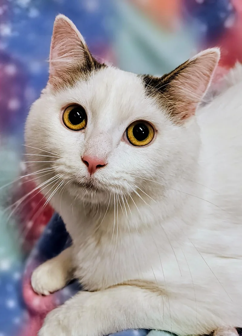 Lily  Rancho Cucamonga thumbnail 2