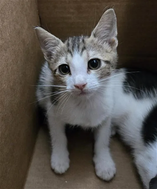 A baby medium-sized male Domestic Short Hair cat named Skittles for adoption in Dallas, TX