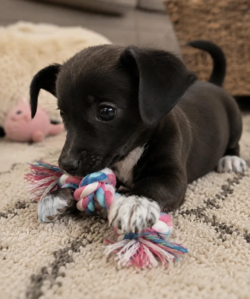 Luna Tiny sweetheart thumbnail 2