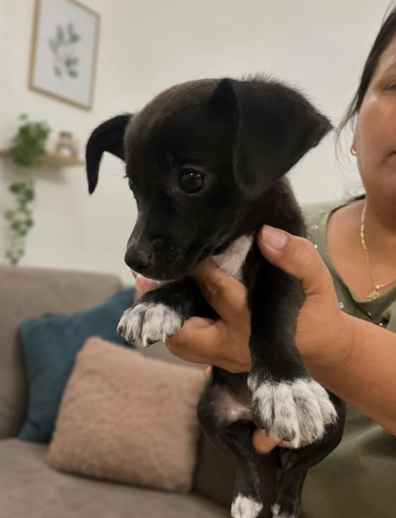 Luna Tiny sweetheart thumbnail 3