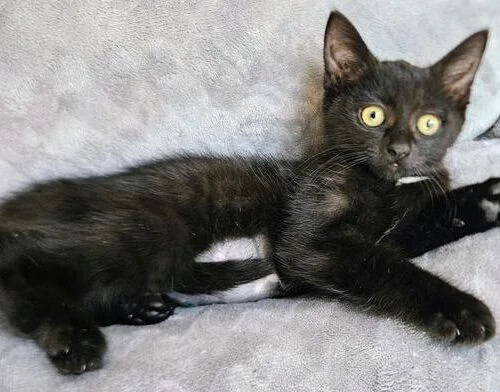 A baby medium-sized female Domestic Short Hair cat named Marta for adoption in Tampa, FL
