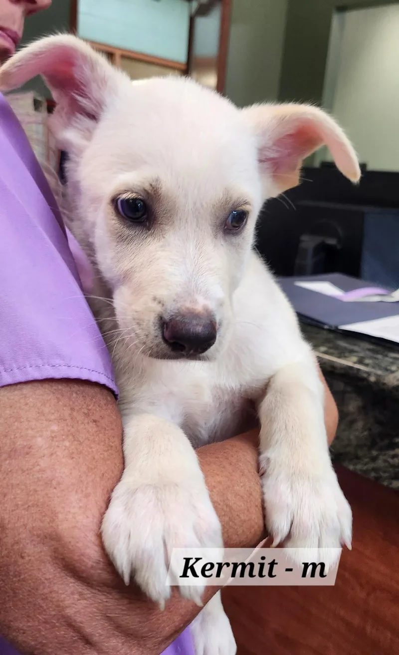 A baby medium-sized male Labrador Retriever dog named Kermit for adoption in Hillside, IL