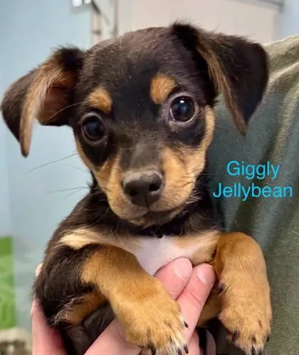 Giggly Jellybean