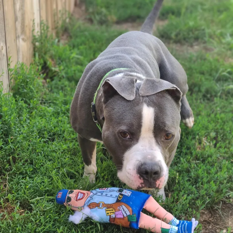 A senior large-sized male English Bulldog dog named Chino for adoption in West Des Moines, IA
