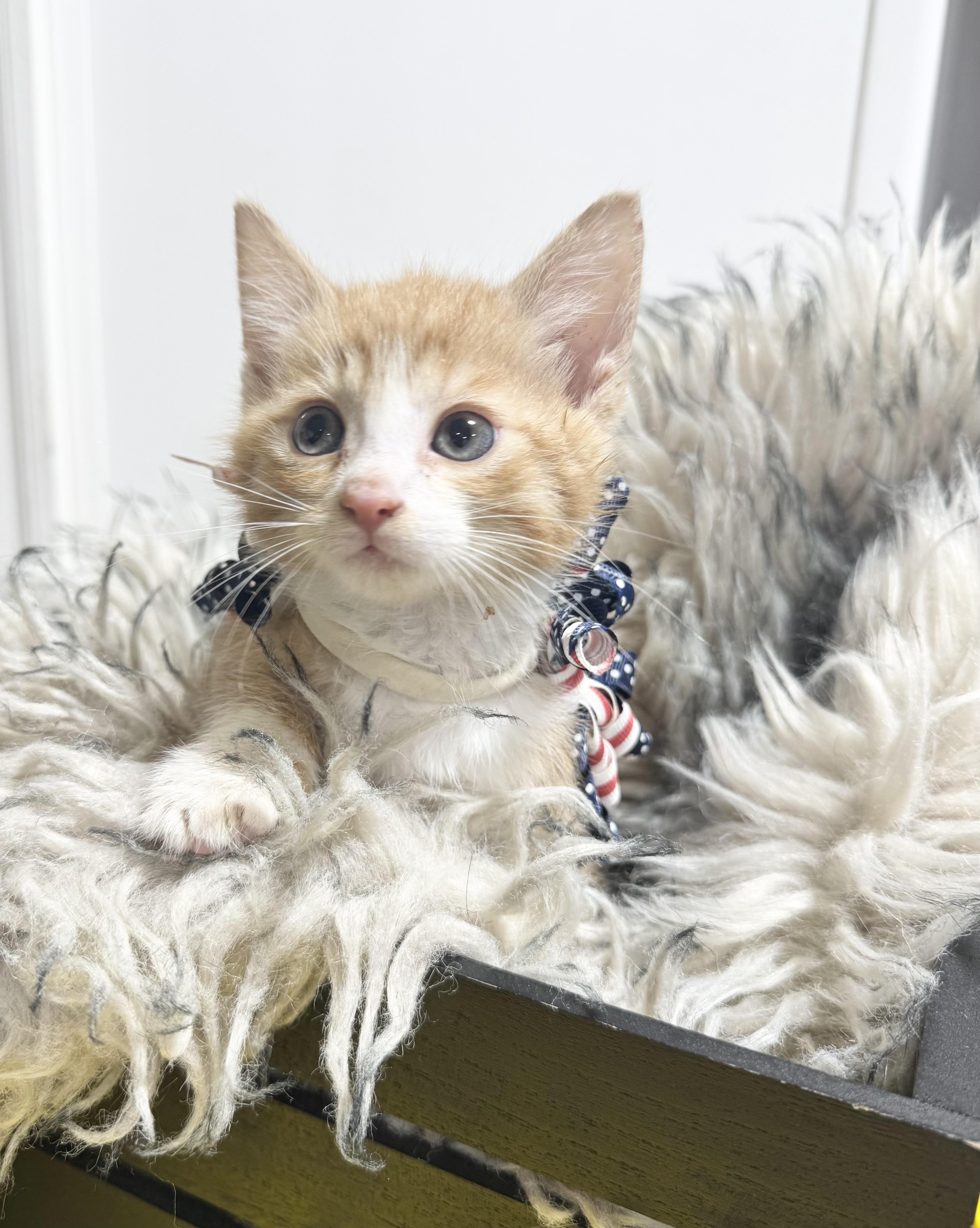 A baby medium-sized male Orange & White Domestic Short Hair cat named Snuggly Hogan for adoption in Burlington, NC