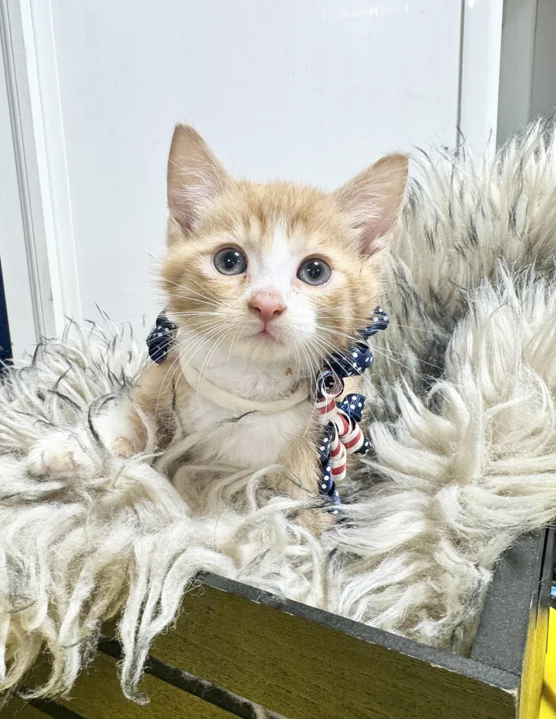 Snuggly Hogan thumbnail 2