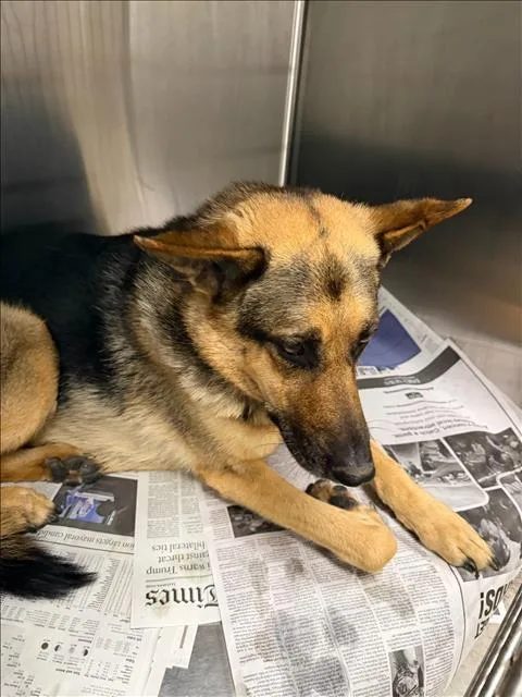 A senior large-sized female German Shepherd Dog dog named Lily for adoption in Van Nuys, CA
