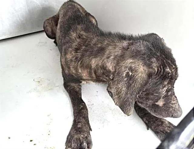 A young medium-sized female Labrador Retriever dog named Lera for adoption in Houston, TX