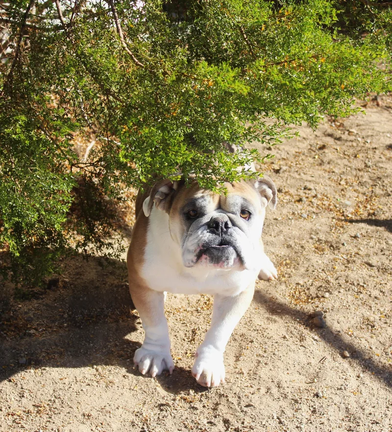 Ruthie thumbnail 3