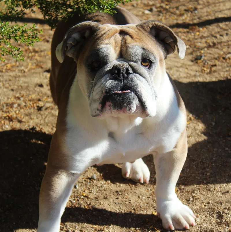 Ruthie thumbnail 6
