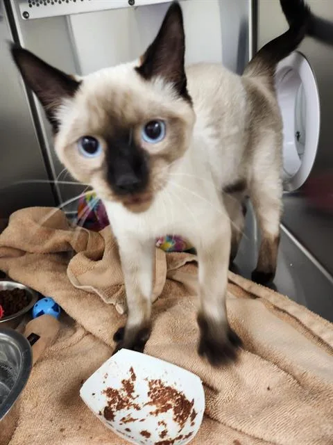 A young small-sized male Siamese cat named Crumpet for adoption in Albuquerque, NM