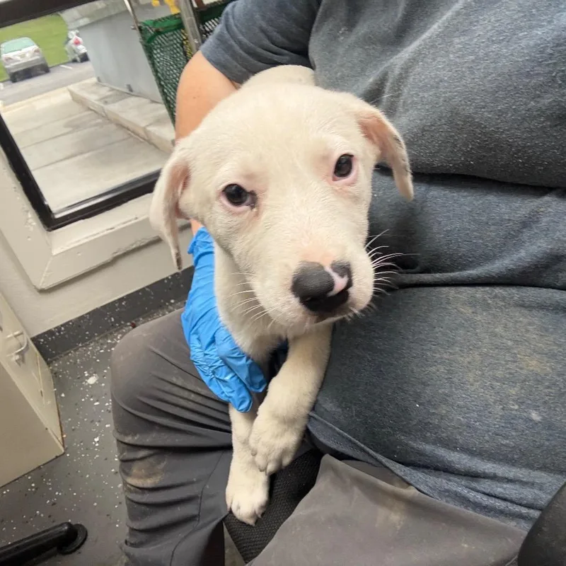 A baby small-sized female White / Cream Mixed Breed dog named Dottie for adoption in Columbiana, AL