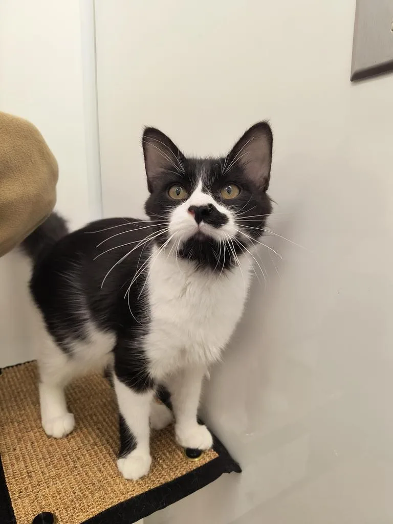 A baby small-sized male Domestic Long Hair cat named Silvermist for adoption in Detroit, MI