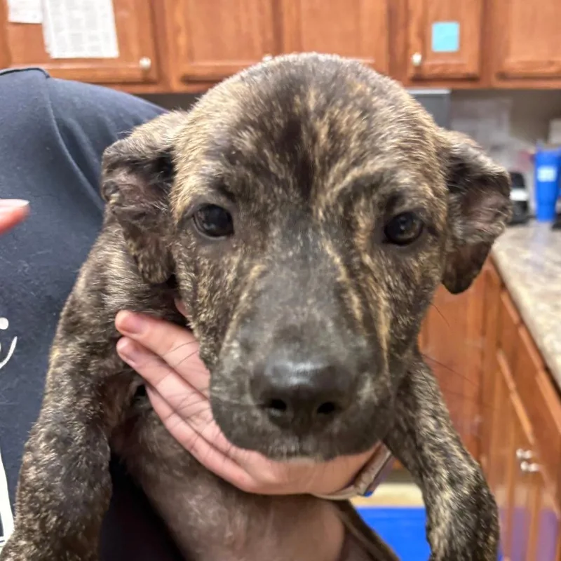 A baby small-sized male Brindle Labrador Retriever dog named Dolce U for adoption in Tupelo, MS