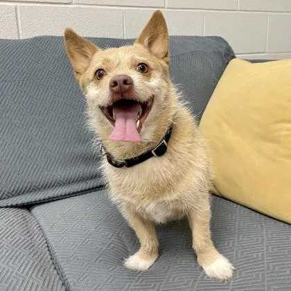 An adult small-sized male Terrier dog named Snoopy for adoption in Wheaton, IL