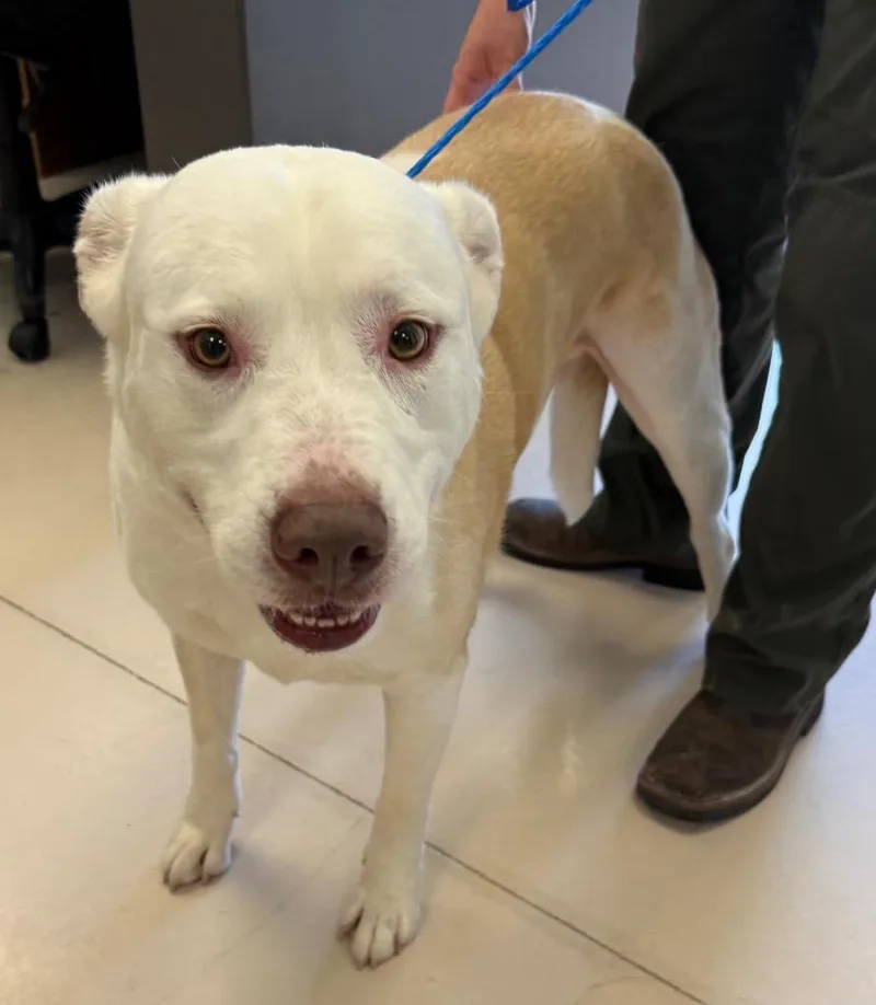 A young medium-sized male Labrador Retriever dog named Gizmo for adoption in Belton, TX