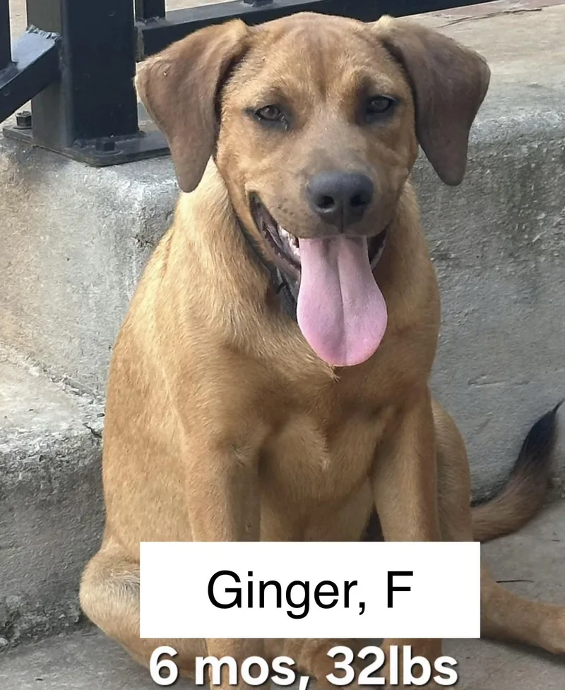 Ginger