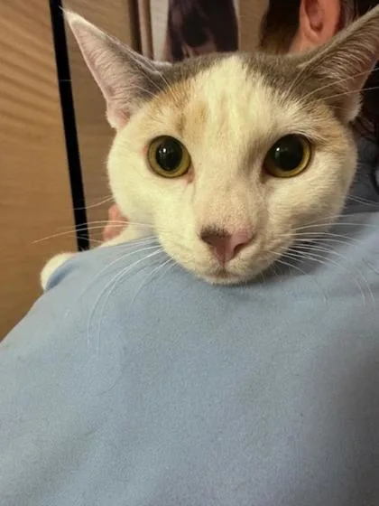 A young large-sized female Domestic Short Hair cat named Lea for adoption in Pompano Beach, FL