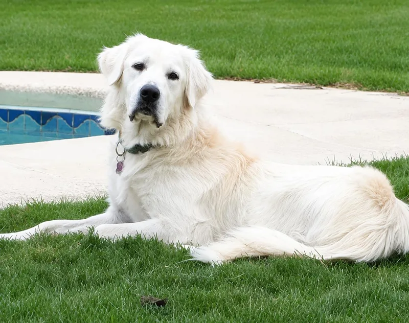 A young large-sized female White / Cream Great Pyrenees dog named Polly Pocket for adoption in Kiowa, OK