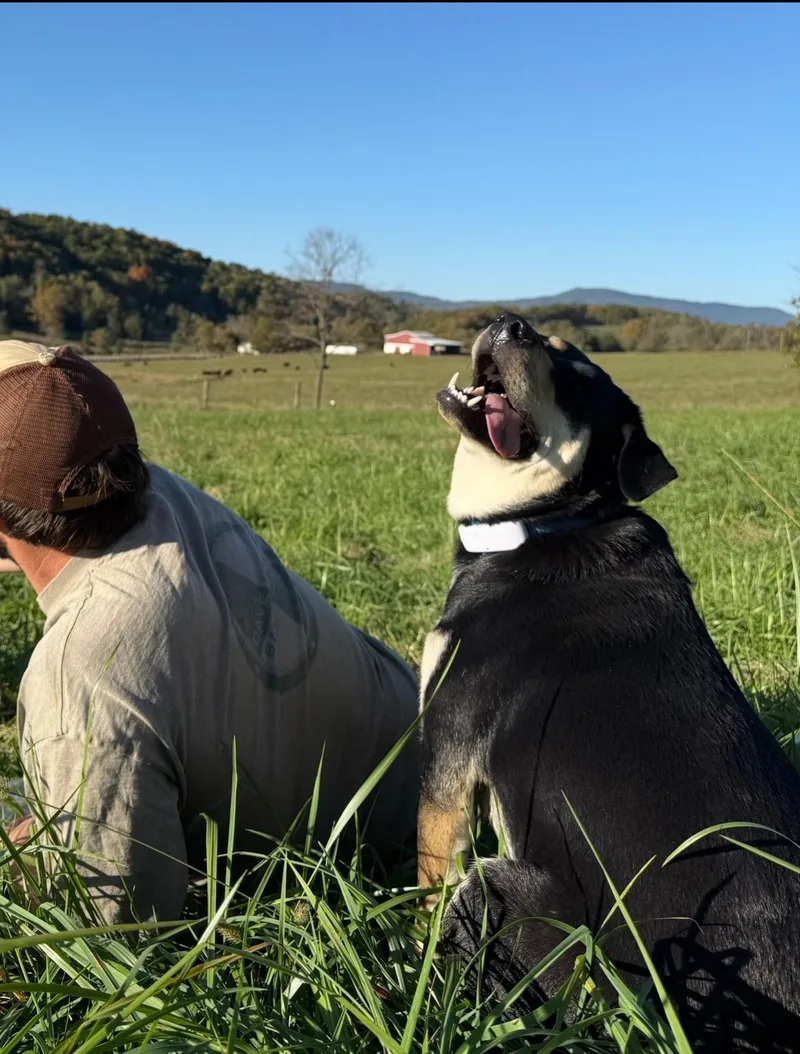 An adult large-sized female Black Shepherd dog named Johnna for adoption in Afton, TN