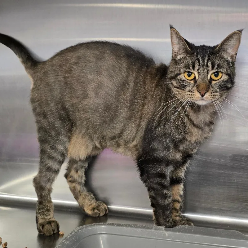 A young medium-sized female Brown / Chocolate Domestic Short Hair cat named Ava for adoption in Spokane, WA