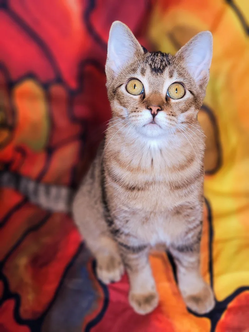 A young medium-sized female Domestic Short Hair cat named Gabrielle for adoption in New Prague, MN