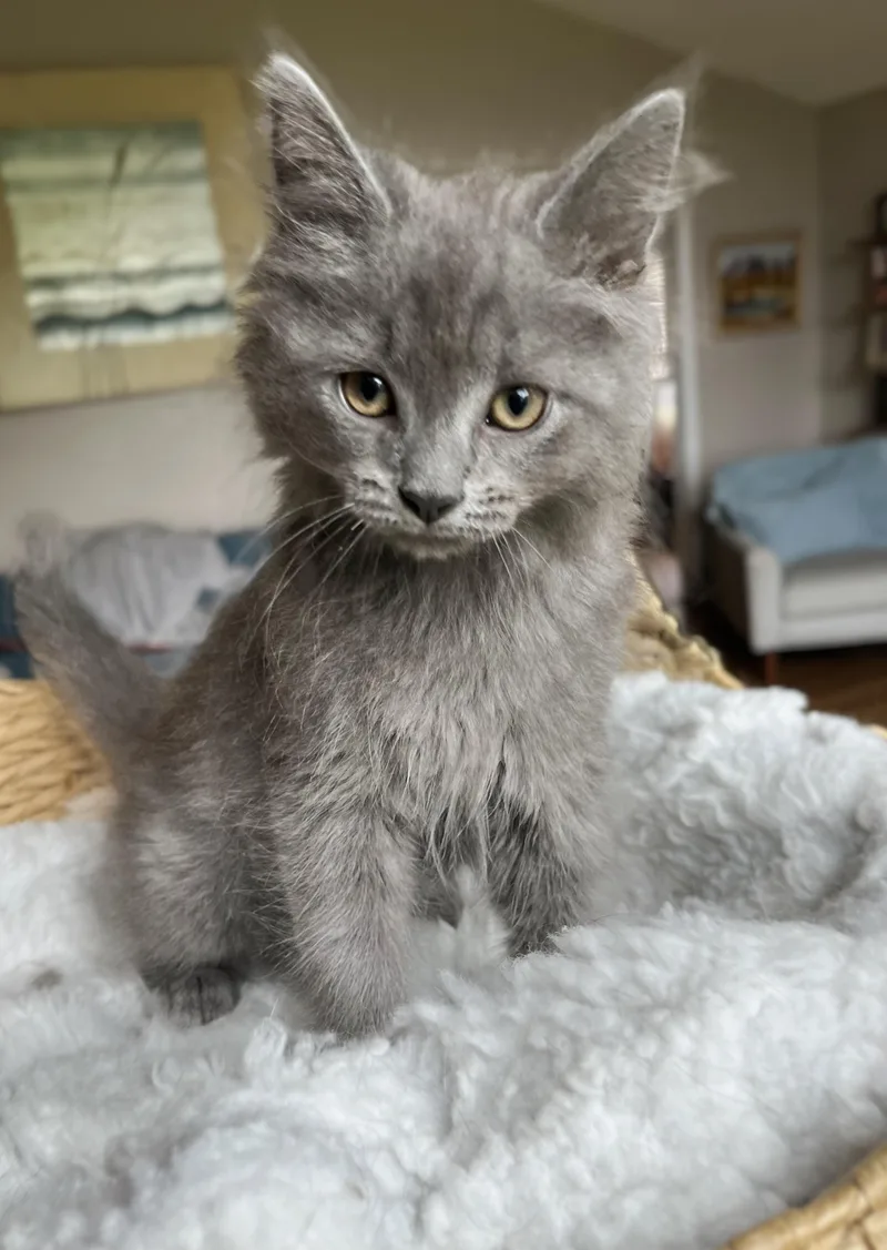 A baby medium-sized male Domestic Long Hair cat named Nimbus for adoption in Hickory, NC