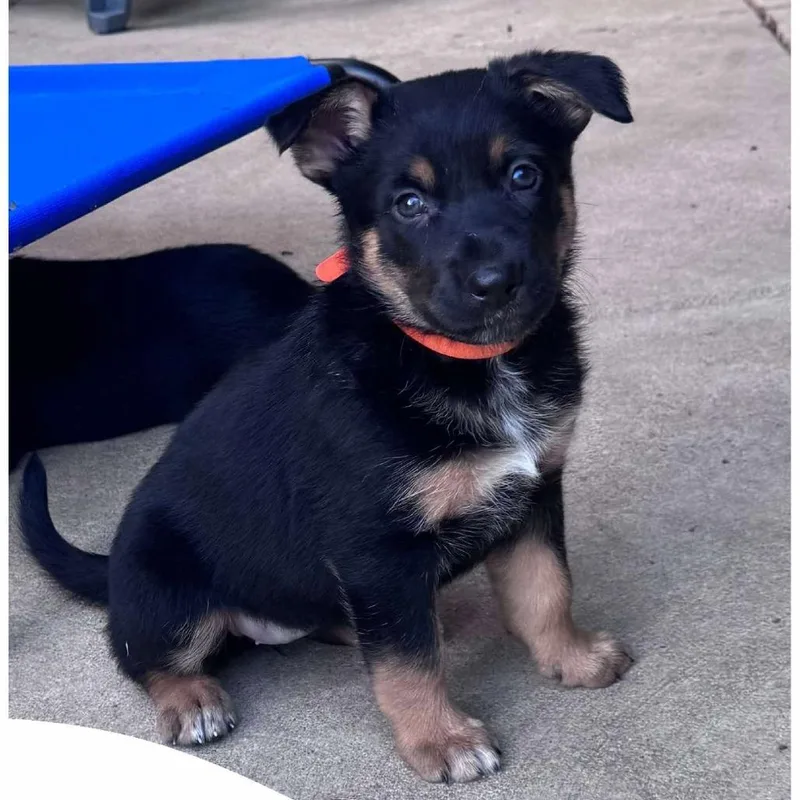 A baby large-sized female Black German Shepherd Dog dog named Brainy Janie for adoption in Olathe, KS