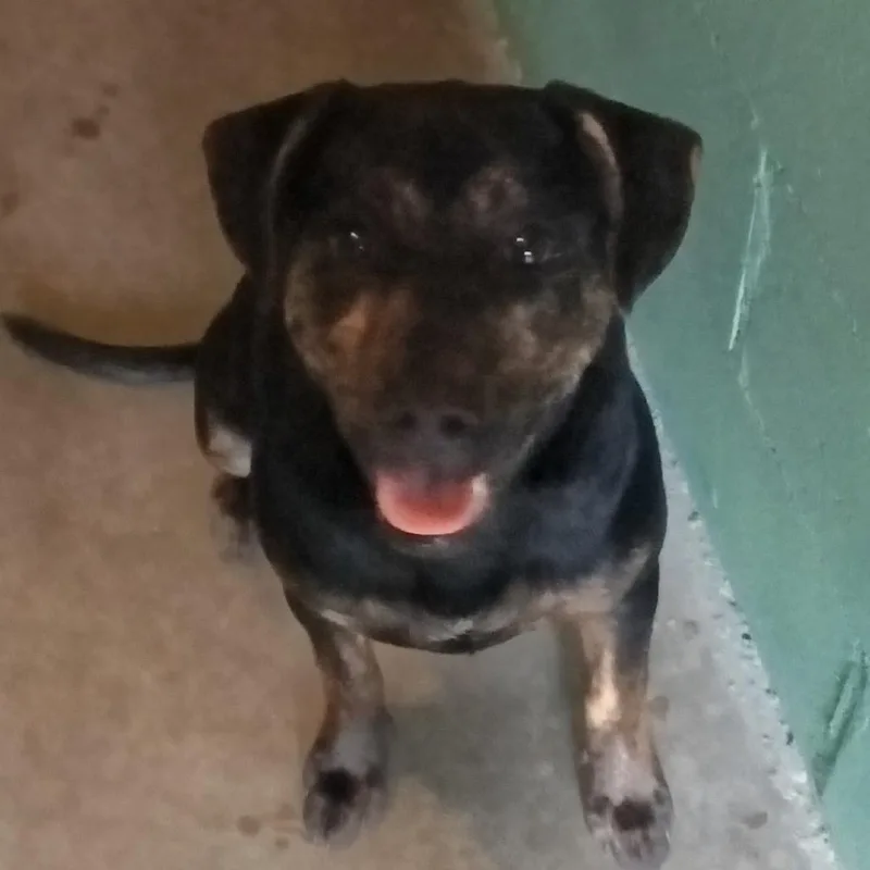 A young medium-sized male Black Hound dog named Davey for adoption in Franklin, NC