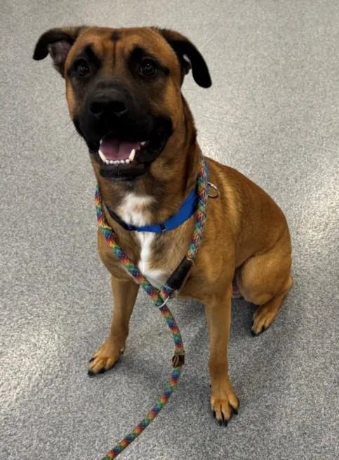 A young large-sized male Boxer dog named Biscuit for adoption in Toledo, OH