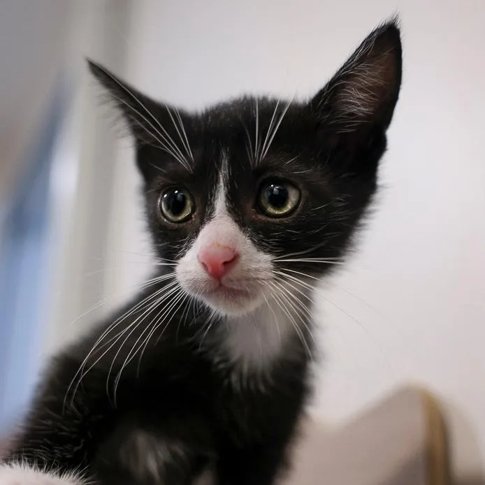 A baby small-sized female Black Domestic Short Hair cat named Maple for adoption in Bradenton, FL
