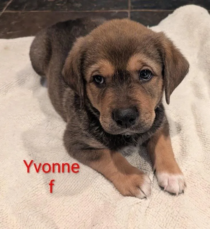A baby small-sized female Tricolor (Brown, Black, & White) Labrador Retriever dog named Yvonne Margot for adoption in Lakeland, FL