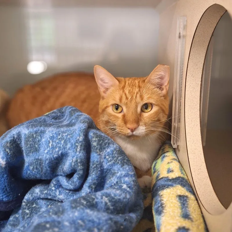 An adult large-sized female Domestic Short Hair cat named Bellinger for adoption in Cumming, GA