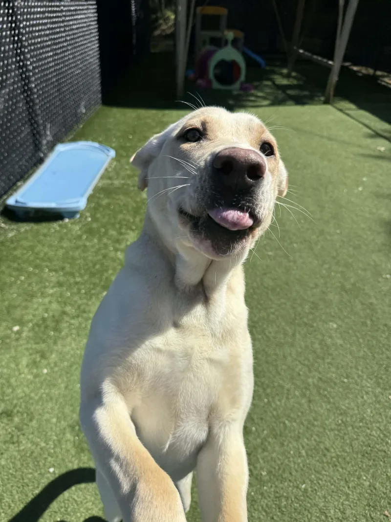 Nilla