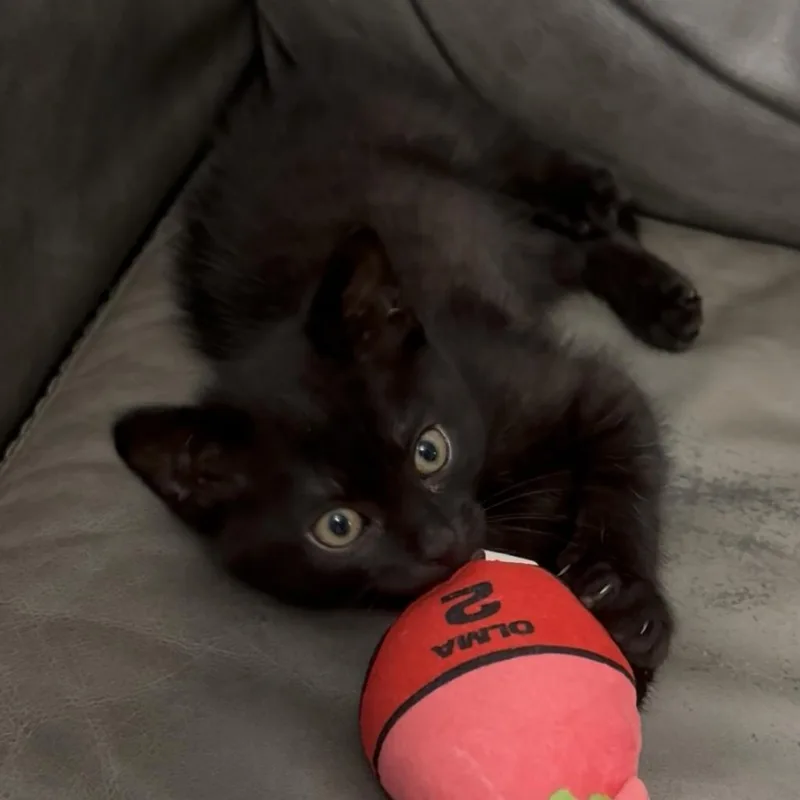 A baby small-sized male Black Domestic Short Hair cat named ShadowToothless for adoption in Bend, OR