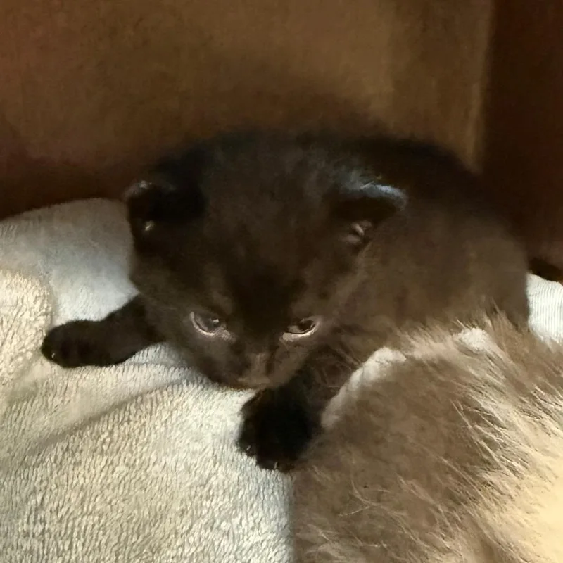 ShadowToothless thumbnail 2