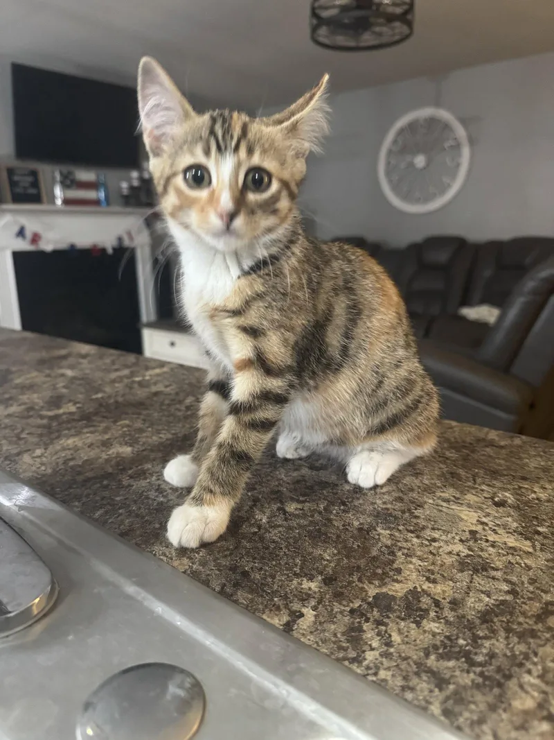 A young medium-sized female Domestic Short Hair cat named Mango for adoption in Lake Saint Louis, MO