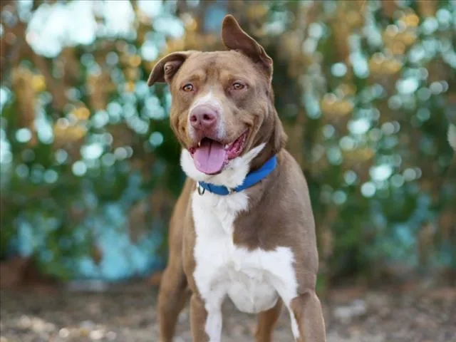 An adult large-sized male Plott Hound dog named Goku for adoption in Tavares, FL