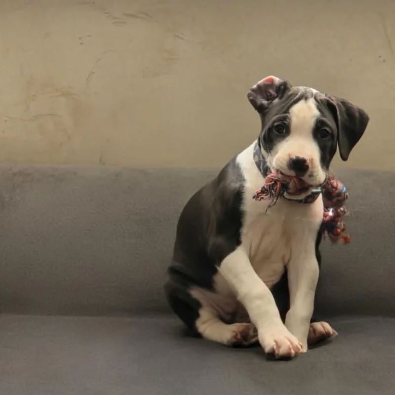 A baby small-sized male White / Cream Pit Bull Terrier dog named Mannie FC JF for adoption in Union, MO