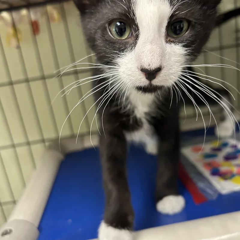 A baby small-sized male Black & White / Tuxedo Domestic Short Hair cat named Pink And Floyd for adoption in Cape May, NJ