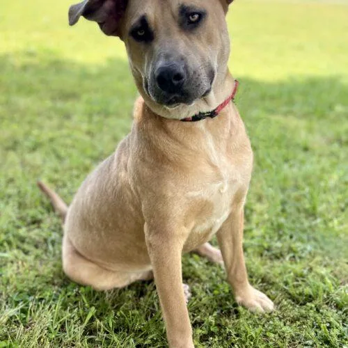 A young medium-sized male Yellow / Tan / Blond / Fawn Labrador Retriever dog named Charli for adoption in Leesburg, AL