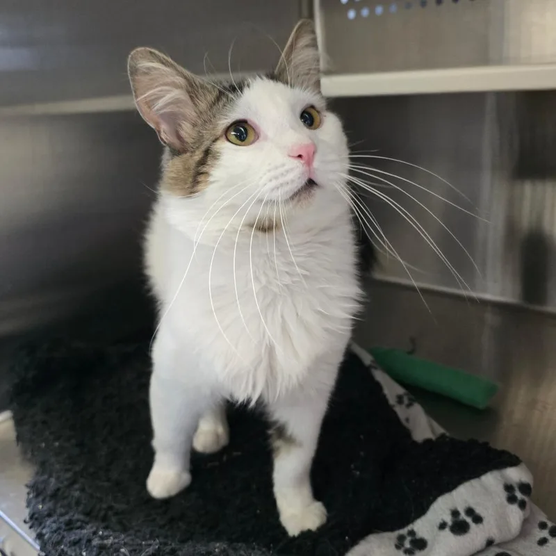 An adult medium-sized male White Domestic Medium Hair cat named Romeo for adoption in Spokane, WA