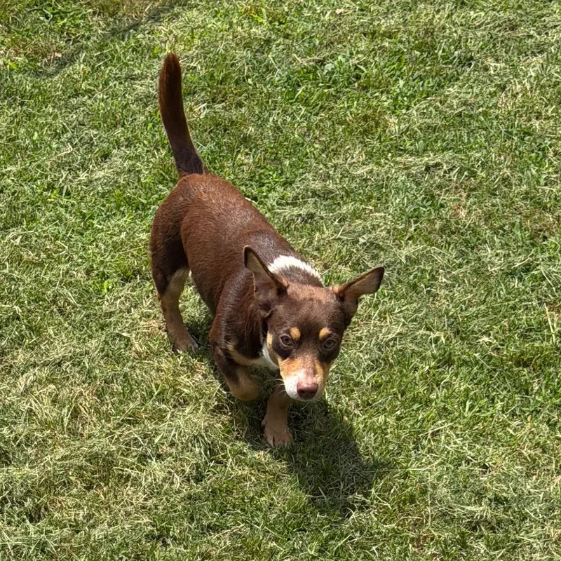 An adult small-sized male Brown / Chocolate Chihuahua dog named Bear for adoption in Denison, TX