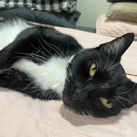 A senior large-sized female Black Domestic Short Hair cat named Charolette for adoption in Riverside, CA