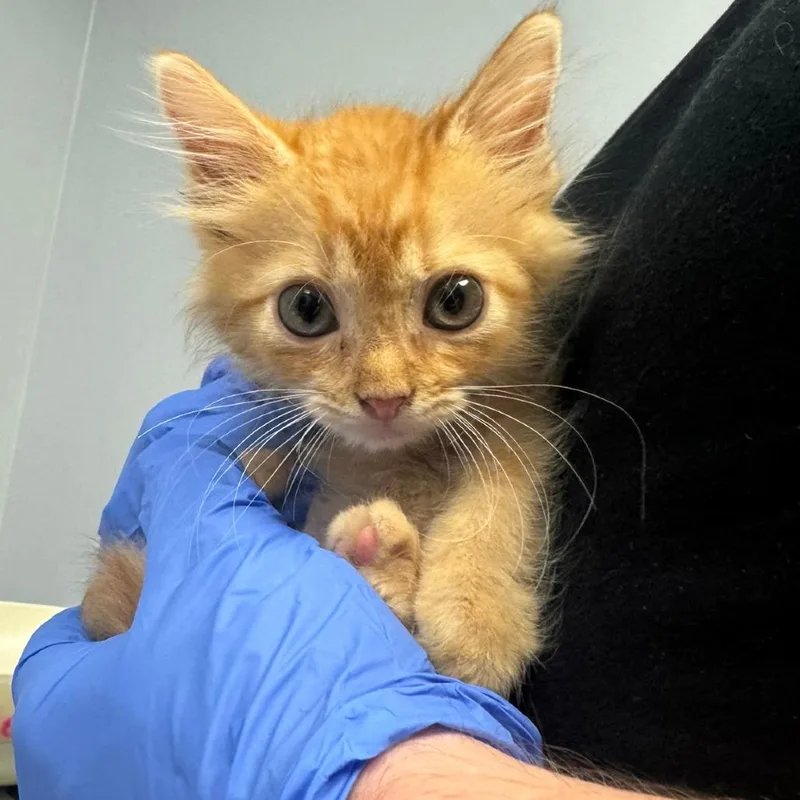 A baby small-sized male Orange / Red Domestic Short Hair cat named Cricket for adoption in Columbus, GA
